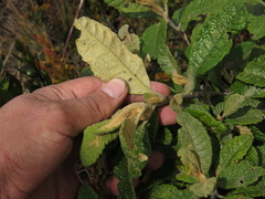 Linochilus tenuifolius