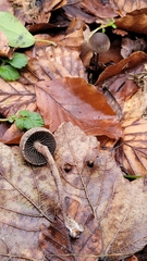 Panaeolus acuminatus