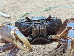 Potamonautidae