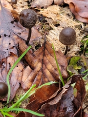 Panaeolus acuminatus