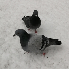 Columba livia domestica