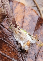 Panaeolus acuminatus