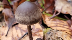 Panaeolus acuminatus