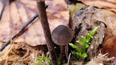 Panaeolus acuminatus