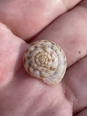 Anguispira strongylodes