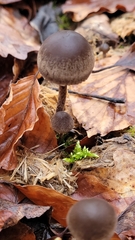 Panaeolus acuminatus