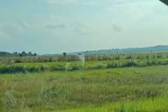 Campuloclinium macrocephalum