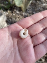 Anguispira strongylodes