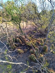 Trichocereus candicans