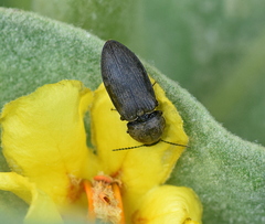 Prosternon tessellatum