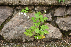 Lamprocapnos spectabilis