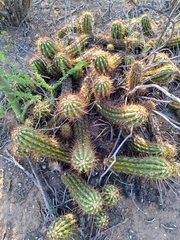 Trichocereus candicans