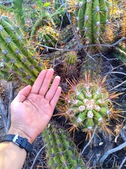 Trichocereus candicans