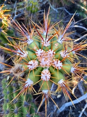 Trichocereus candicans