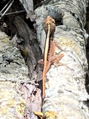 Anolis cristatellus