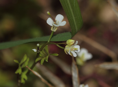 Cardamine graeca