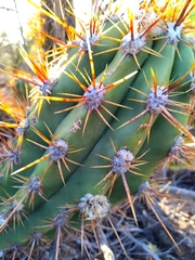 Trichocereus candicans