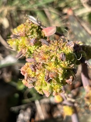 Aceria aloinis