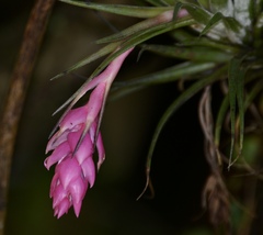 Tillandsia stricta