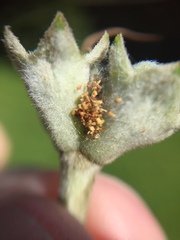 Argyroploce chlorosaris