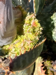 Aceria aloinis