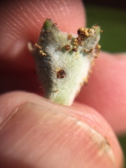 Argyroploce chlorosaris