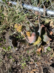Aceria aloinis