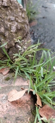 Poa annua