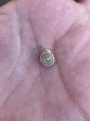 Polygyrinae