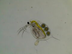 Daphnia
