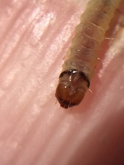 Argyroploce chlorosaris