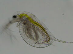 Daphnia