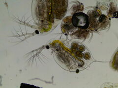 Daphnia