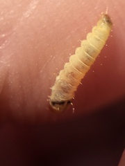 Argyroploce chlorosaris