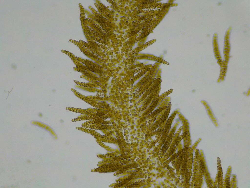 Hydrurus