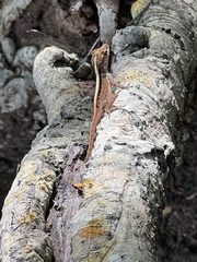 Anolis cristatellus