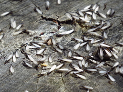 Reticulitermes flavipes