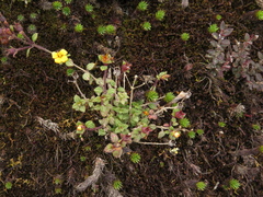 Chaetolepis microphylla