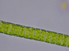 Ulothrix