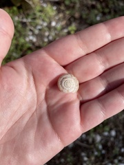 Anguispira strongylodes