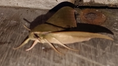 Xylophanes hannemanni