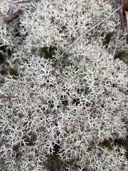 Cladonia subtenuis