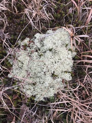 Cladonia subtenuis