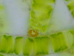 Cocconeis