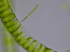 Ulothrix