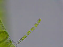 Ulothrix