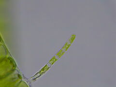 Ulothrix