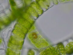 Cocconeis
