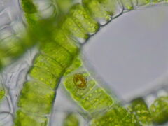Cocconeis