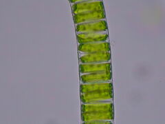 Ulothrix